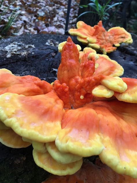 The Monkey Buddha: Large Orange Fungus