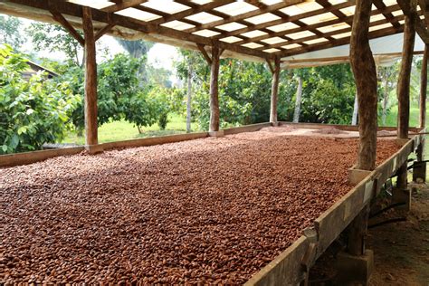Process 5: Drying Cacao Beans is an important process for the taste ...