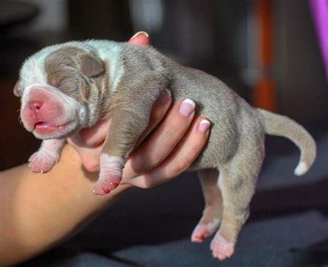 Can Maternal Plasma Save Puppies With Fading Puppy Syndrome?