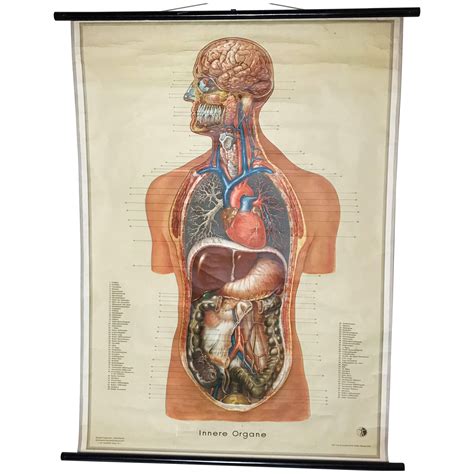 antique anatomical chart architecture   human anatomy
