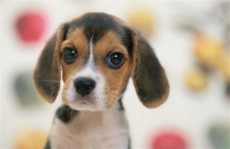 15 Cutest Dog Breeds — Adorable Dog Breeds
