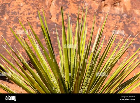 Spanish Bayonet Plant Against Red Aztec sandstone and rock formation at ...