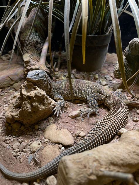 Varano de cauda espinhosa - Livepets