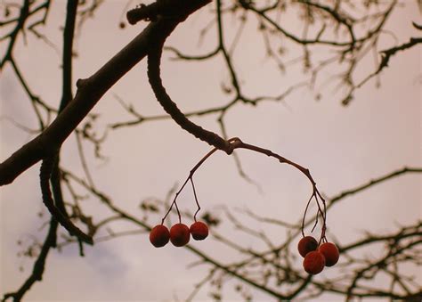 Berry Tree Branch - Free photo on Pixabay - Pixabay