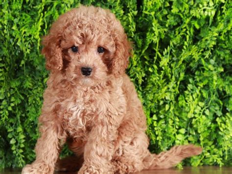 Mia - Sweetheart Cavapoochon - Puppies Online