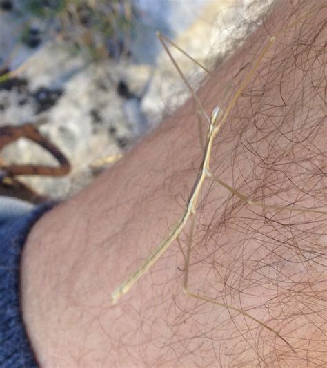 martins moths spindly