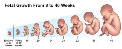 First Trimester - Stanford Medicine Children's Health