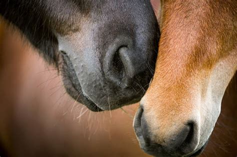 3,600+ Horse Talking Stock Photos, Pictures & Royalty-Free Images - iStock
