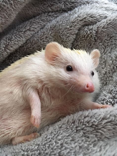 best hedgehog weak step by step 7