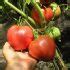 Томат Анна русская: описание сорта, отзывы, фото | tomatland.ru