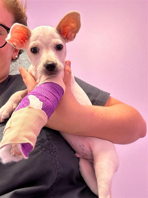 Miami Vet Group | Integrative and General Veterinary Hospital in