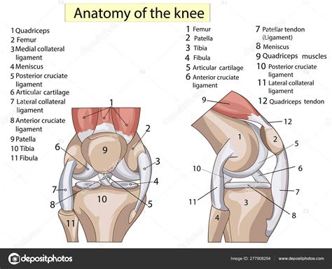 Anatomy. Structure knee joint vector set text Stock Vector Image by ...