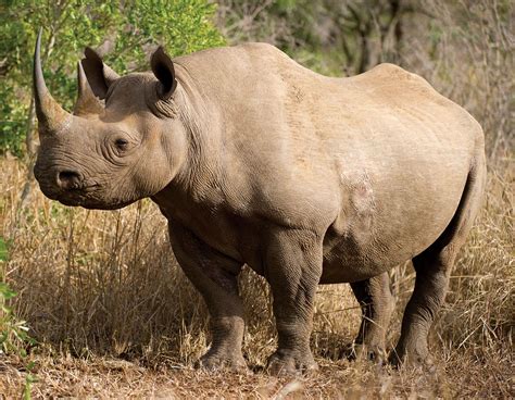 Rhinoceros | Horn, Habitat, & Facts | Britannica