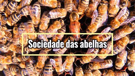 O Coletivo De Abelhas - O Coletivo De Abelhas - FDPLEARN