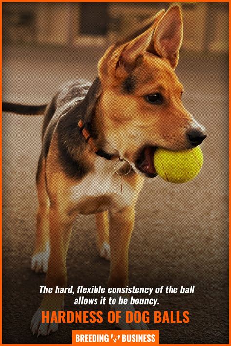 Why Do Dogs Chew Balls