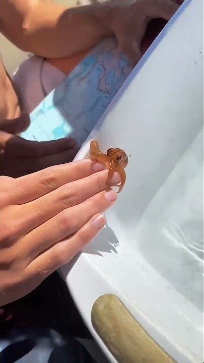 octopus cute video short octopus animalcutemoments viral