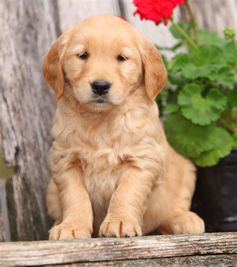list  pictures pictures  golden retriever puppies stunning