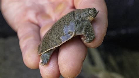 san diego zoo endangered softshell turtles  bred