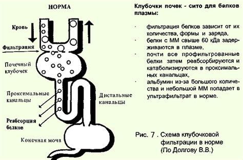 Нефрон нирки: будова, функції, види