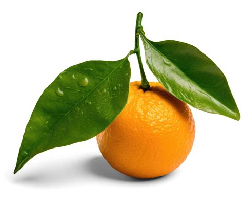 orange fruit  leaves  indiana mulquin blog