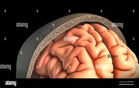 Meninges layers hi-res stock photography and images - Alamy