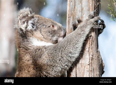 koala phascolarctos cinereus   tree  eucalyptus stock photo alamy