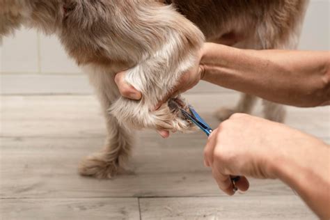 how to cut dog's paws