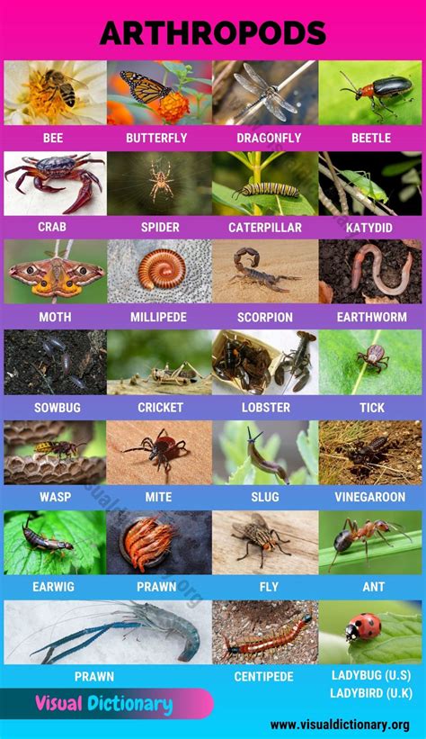 Arthropods: 26 Popular Arthropods Found in Gardens & Field Crops ...