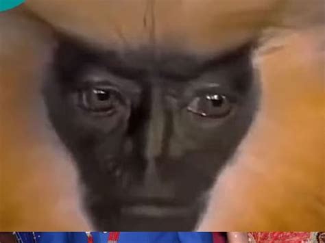animal  human  eyes leaves internet amazed news