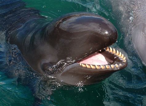 Китовые ботиночки для больных ножек старенького Кита: whale_roma ...