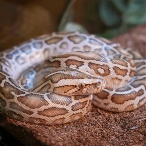 Burmese Python Snake Information - Petrapedia