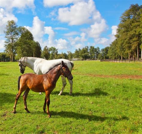 Horse with foal — Stock Photo © filmfoto #2237215