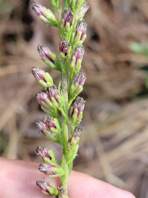 Liatris gracilis (Slender Blazing-star) - FSUS