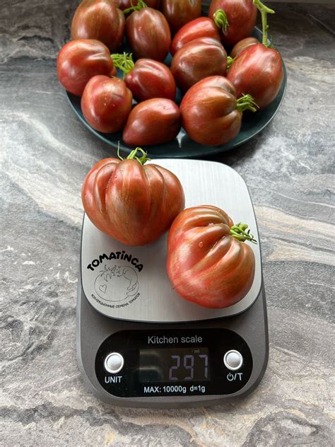 Гном Грааль (Dwarf Grai, США) – Tomatinсa.ru