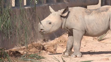 Endangered black rhino calf born in S China - CGTN