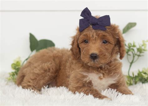 Mini Goldendoodles for Adoption — Family Bred Puppies