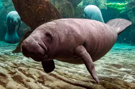 Mamífero Que Vive Na Água - Você conhece os mamíferos marinhos? - MUR | Museu da Roça