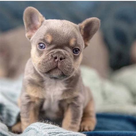 bouledogue francais french bulldog boutique en ligne specialise
