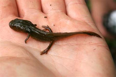 PA HERP IDENTIFICATION » Jefferson Salamander