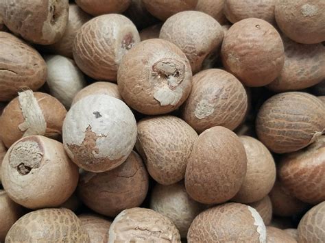 areca nut betel nut sri lanka expo