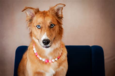 Upcoming Experiences — Kansas City Pet Photographer