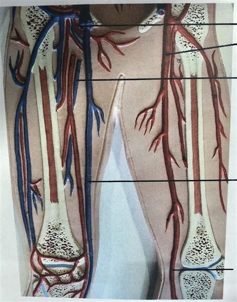 anatomy of blood vessels practical 1 Diagram | Quizlet