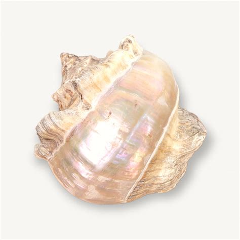 Grand coquillage nacre blanc | Coucou Retro