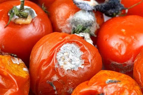 Premium Photo | Spoiled rotten tomatoes rot mold on vegetables pile ...
