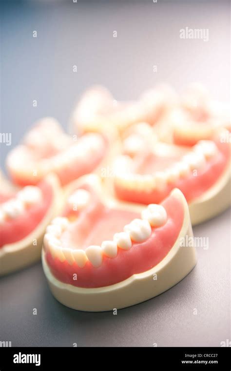 teeth tooth dental fake models stock photo alamy