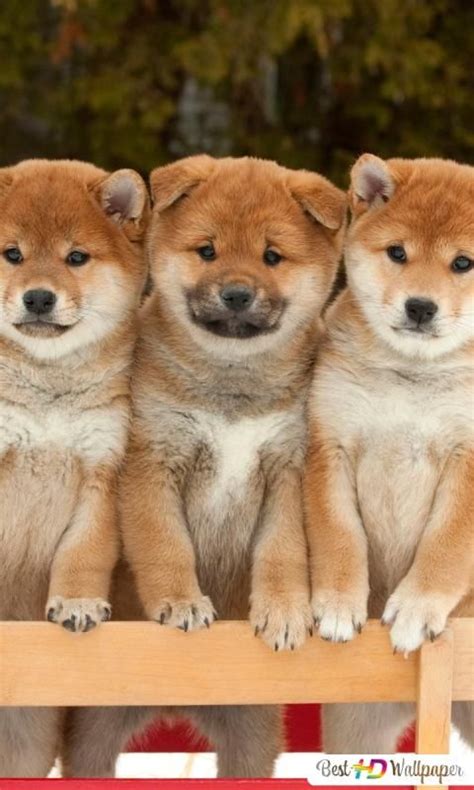 shiba inu puppies hd wallpaper  shiba inu puppy puppies