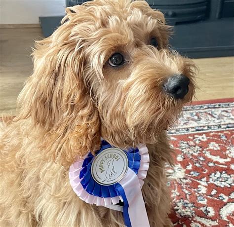 Leaving Your Puppy Alone | Advice from Puppy School