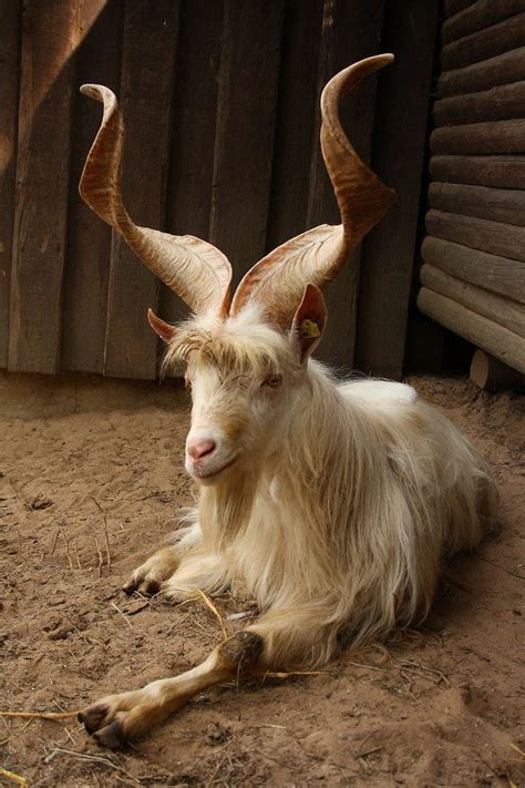 List Of Animals With Horns – Idalias Salon