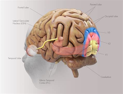 sensory cortex location