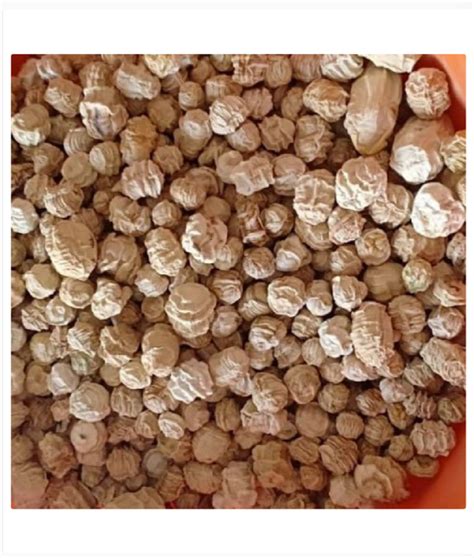 A Grade Organic Dried Kachri, Loose at Rs 140/kg in Jodhpur | ID ...
